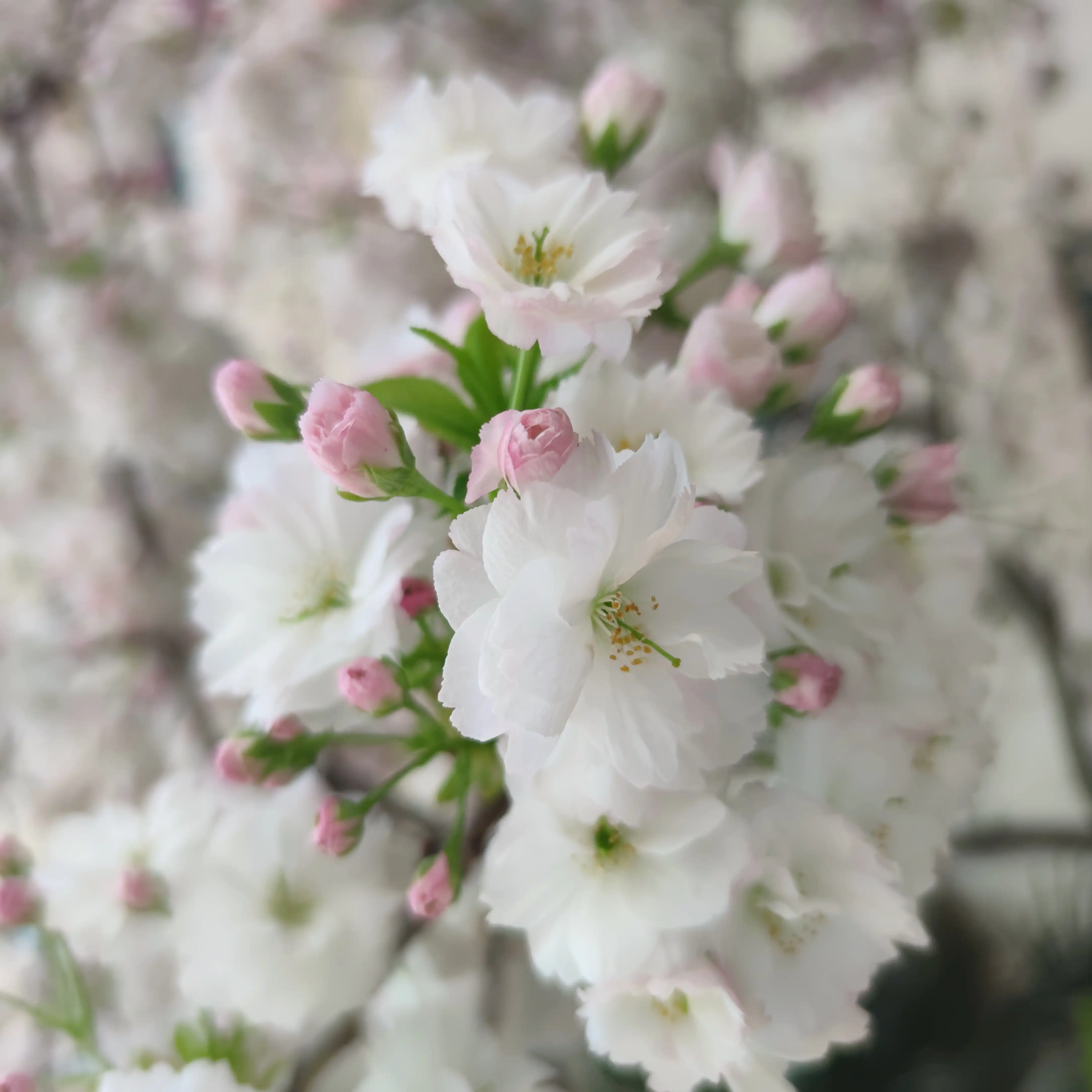 IMG_20200325_175428.webp